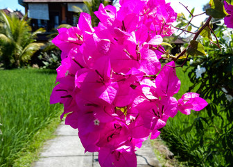 Bougainvillea on the background of the garden path