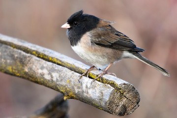 Dark-eyed Junco perched on a broken branch in the wind