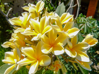 Thick flowers of yellow plumeria close up