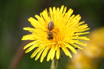 bee on a dandelion