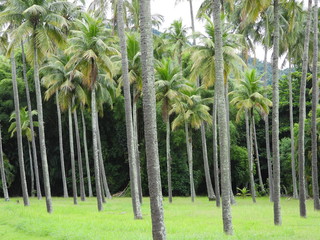 palm tree in garden