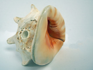 Large conch shell