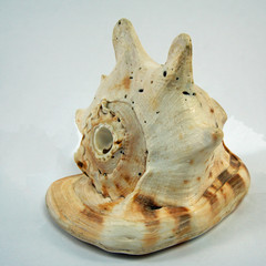 Large conch shell