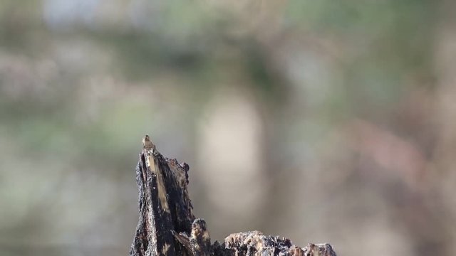 pic chevelu