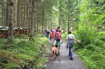 Alpen im Sommer