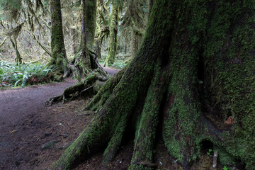 Fototapeta premium Olympic National Park, WA, USA. 