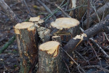 many fresh stumps from cut trees in the garden
