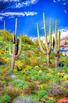 Three Saguaros in Spring in the Desert