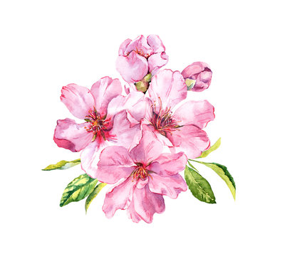 Pink spring flowers. Cherry blossom, almond, apple, sakura. Watercolor