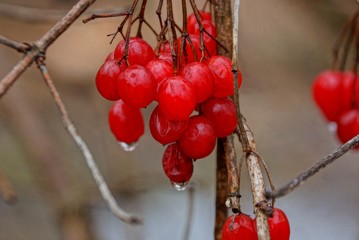 red wet berries of viburnum on a branch of a bush in the garden
