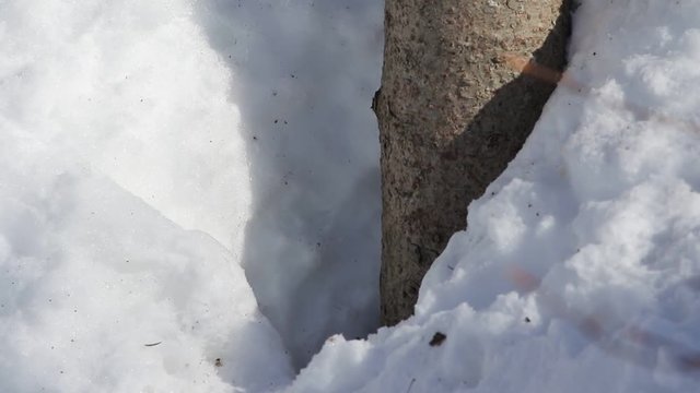 &eacute;cureuil en hiver