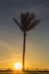 Silhouetted of coconut tree during sunset, Broome Western Australia