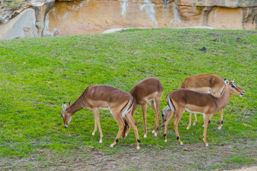 The impala (Aepyceros melampus) is a medium-sized antelope found in eastern and southern Africa.