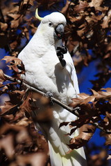 white cockatoo in tree with brown leaves