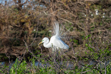 Great White Egret breeding adult showing off their feathers