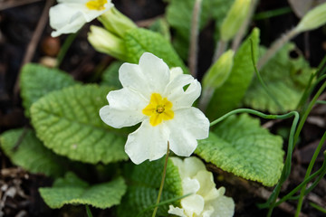 Obraz na płótnie Canvas White Primrose Flower in Bloom in Winter