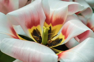 Colorful tulips blooming in spring in the famous Dutch tulip park. Taken in Keukenhof, Netherlands.