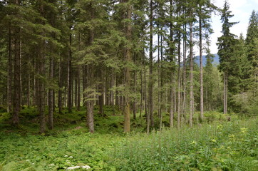 Alpen im Sommer