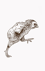 Graphical vintage sketch of chick , vector illustration, bird © Vita