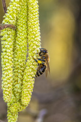 pszczoły na kwiatach leszczyny