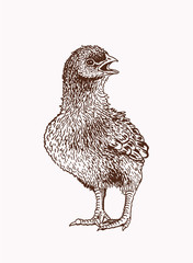 Graphical vintage sketch of chick , vector illustration, bird