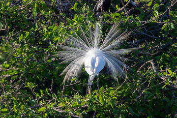 Great White Egret breeding adult showing off their feathers