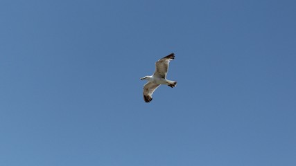 Gabbiano in volo