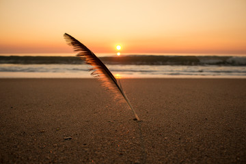 Beautiful sunset at beach with bird's feather backlit