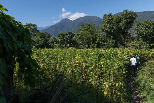 People walking through a field, Yangthang Village, Gyalshing, West Sikkim, Sikkim, India