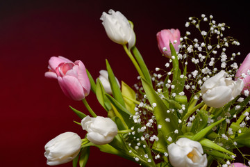 flower nature tulip tulips white pink blossom
