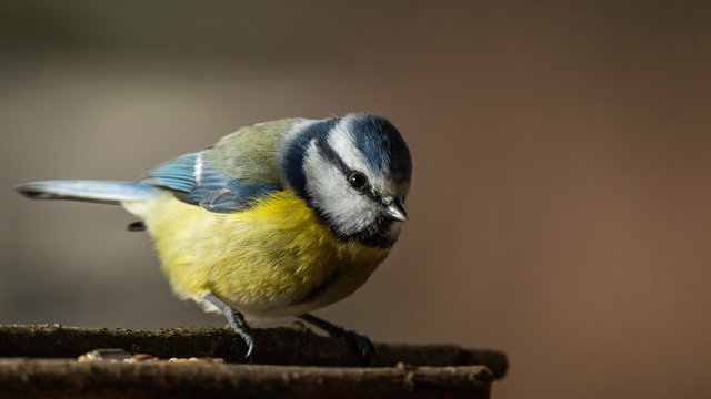 Oiseaux du Gr&eacute;sivaudan - Is&egrave;re.