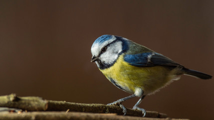 Obraz premium Oiseaux du Grésivaudan - Isère.