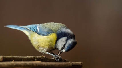 Oiseaux du Grésivaudan - Isère.