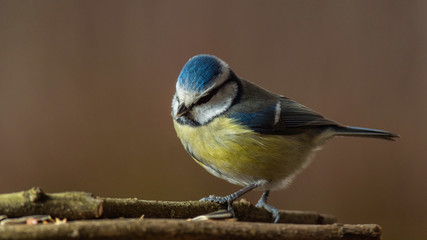 Oiseaux du Grésivaudan - Isère.
