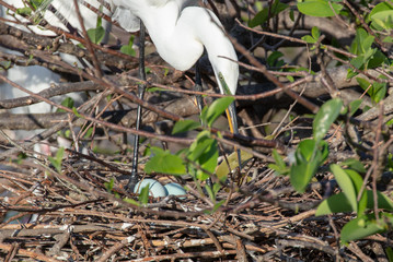 Great White Egret standing over baby blue eggs