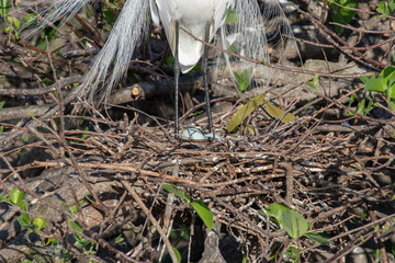 Great White Egret standing over baby blue eggs