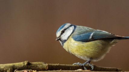 Oiseaux du Grésivaudan - Isère.