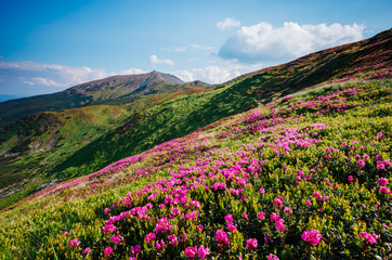 Captivating scene of the alpine valley in sunlight. Location place Carpathian Ukraine, Europe.