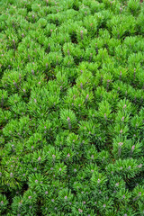 Green pine tree leaves texture natural backdrop