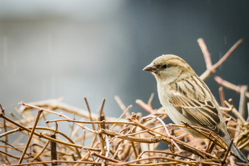 sparrow looking down