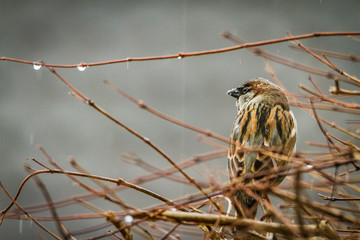 Sparrow the grey bird