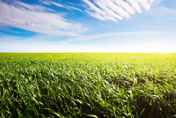 Captivating scene of the countryside with white fluffy clouds.