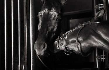 Portrait of 2 horses in stable. indoor