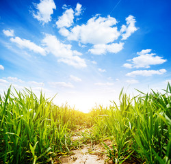 Obraz premium Captivating scene of the countryside with white fluffy clouds.