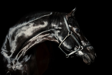 Fototapeta na wymiar Portrait of beautiful black horse in low key