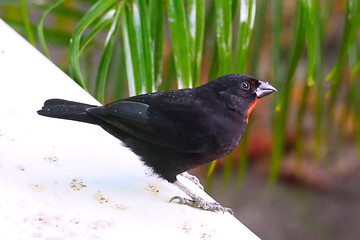Sporophile rouge gorge or lesser Antillean Bullfinch