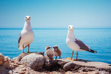 Bird's Nest on the Atlantic ocean. Unique pictures of wildlife.