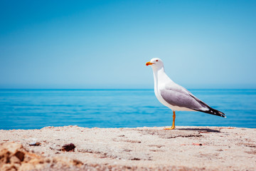 Bird's Nest on the Atlantic ocean. Unique pictures of wildlife.
