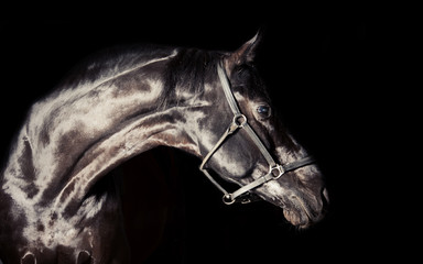 portrait of black sportive stallion around black background