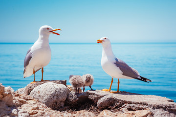 Bird's Nest on the Atlantic ocean. Unique pictures of wildlife.
